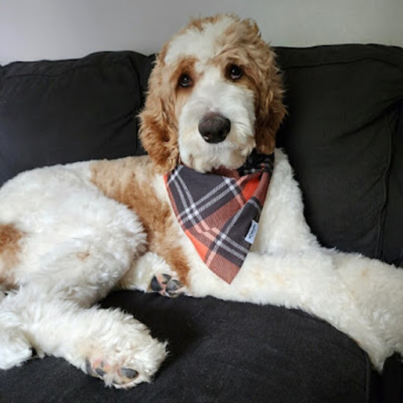 Meet your Posher, Logan - Picture 1 of 1